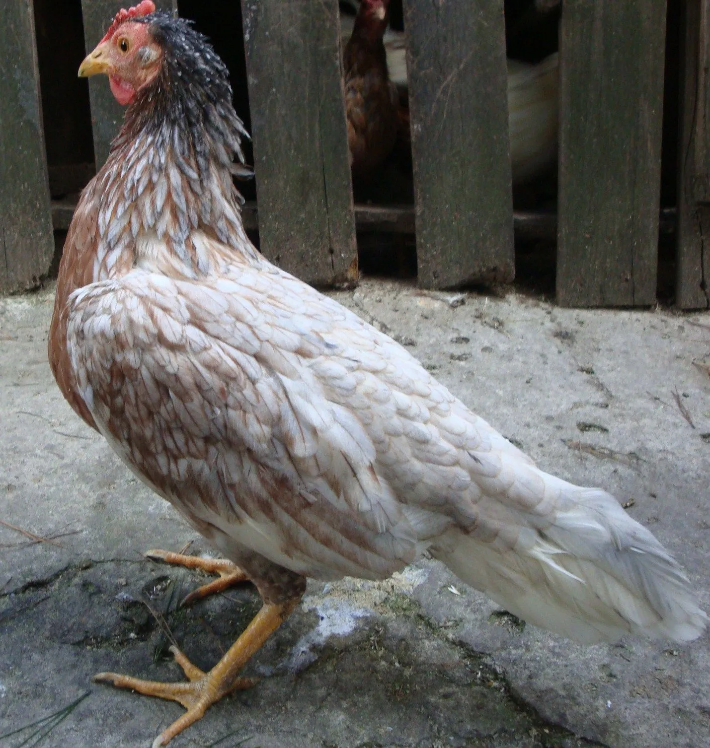 Gallos colombianos criadero de los zorro