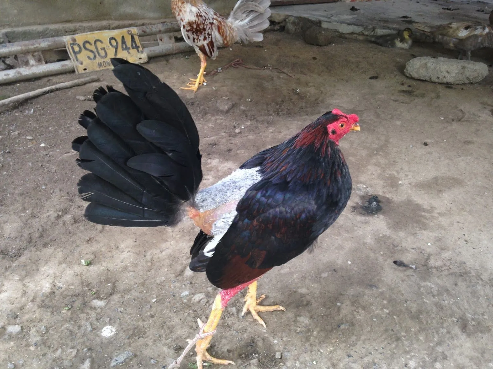 gallos finos 1200c40