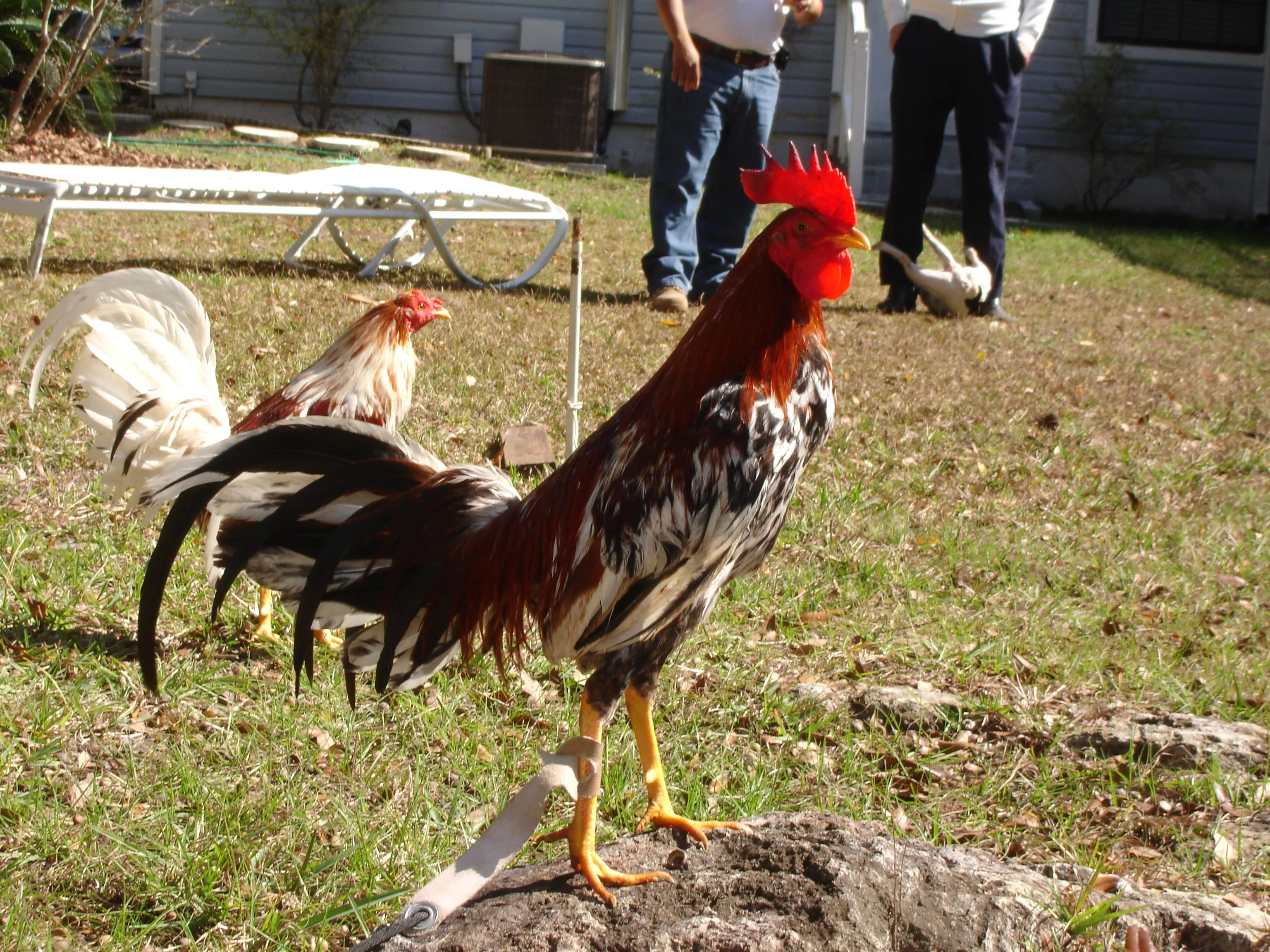 Gallos Finos