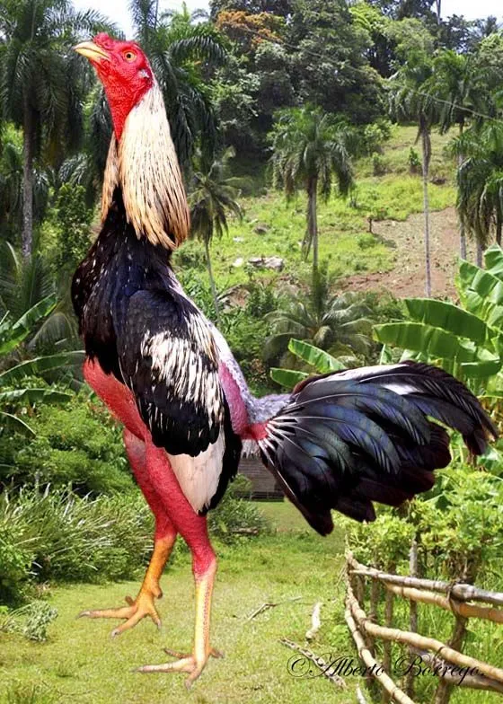 Gallos Finos Cubano | The gamecock | Pinterest
