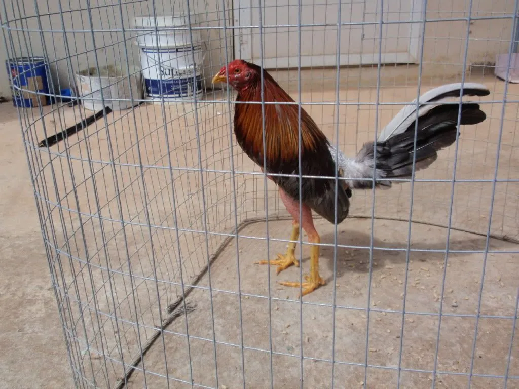 GALLOS FINOS: GALLOS CENIZOS-MARAÑONES