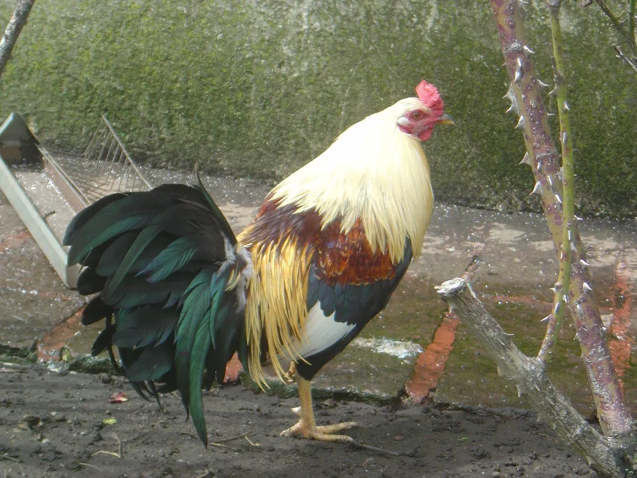 GALLOS FINOS: GALLOS GIROS