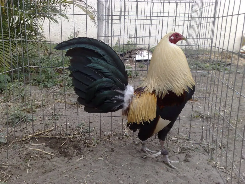 GALLOS FINOS: GALLOS GIROS