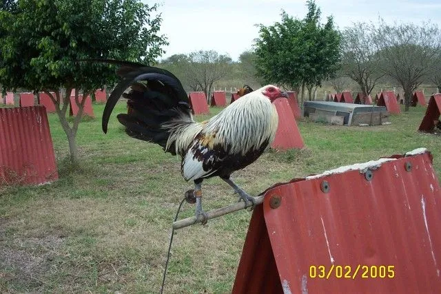 Gallos finos - Imagui