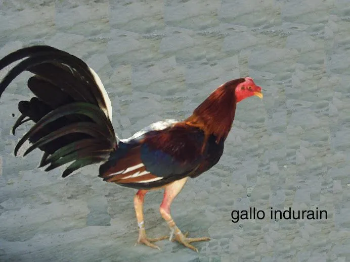 gallos finos de peleas