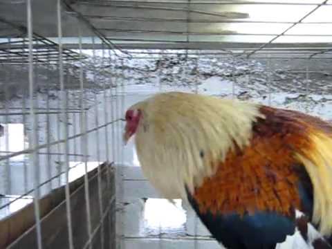 Gallos Finos - YouTube