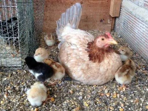 Gallos de Pelea Arenas: Gallinas finas en venta