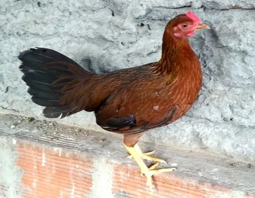 Gallos de Pelea Arenas: Gallinas finas en venta