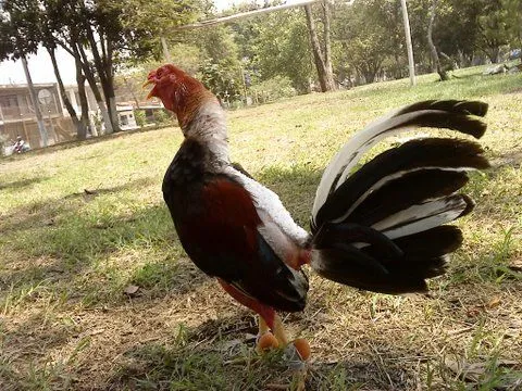 Gallos de Pelea Arenas: Razas del Mundo