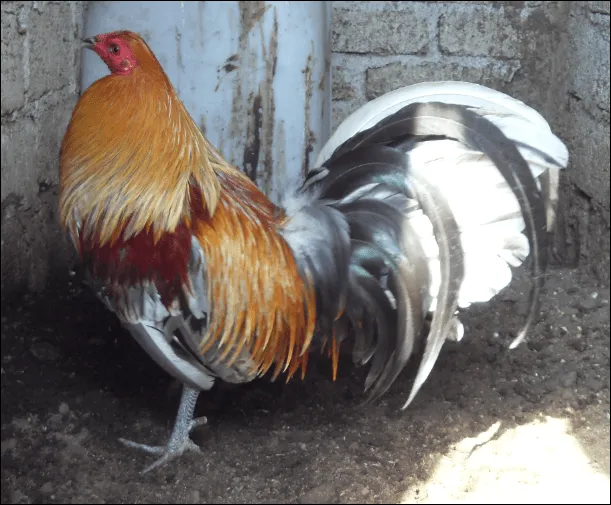 Gallos de pelea giros cenizos - Imagui