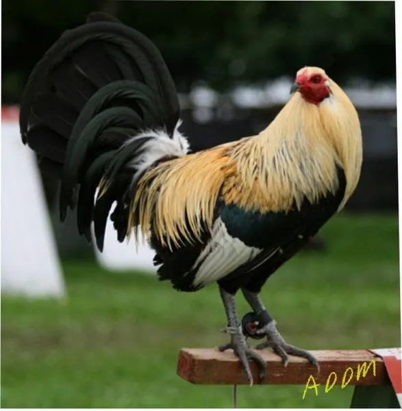 Gallos de pelea giros - Imagui