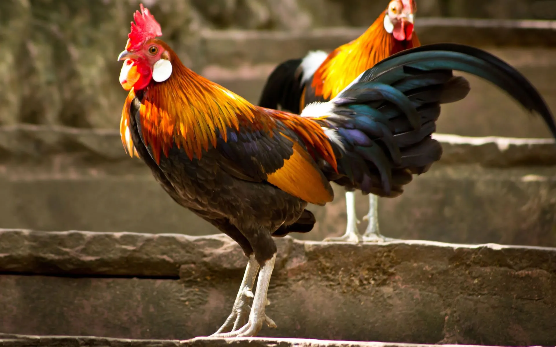 Gallos de Pelea Wallpaper - Wallpapers - Wallpapers