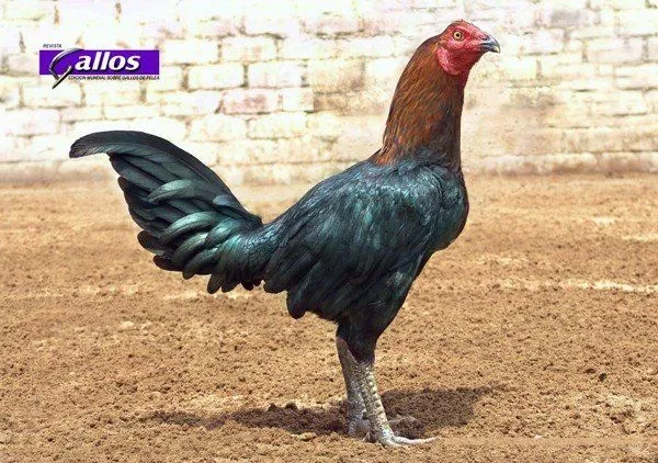 Gallos de Peleas: El gallino.