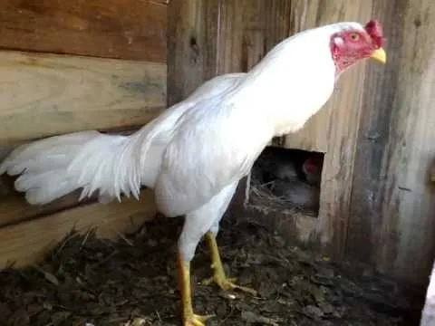 Gallos de Riña.. Uruguay - YouTube