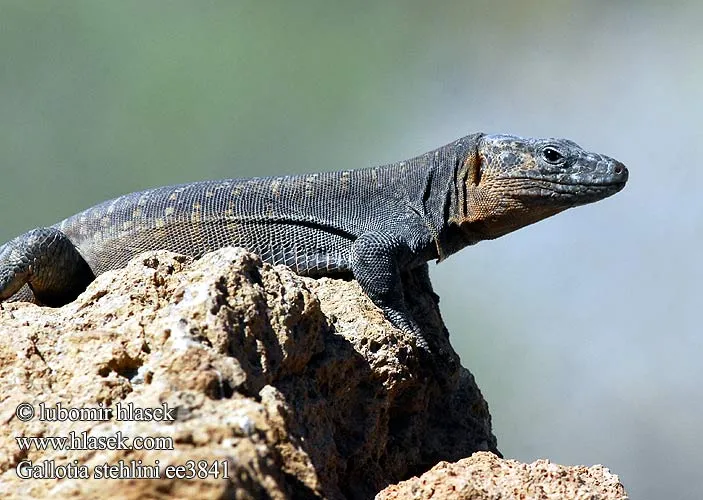 Gallotia stehlini Gran Canaria Giant Lizard Island Veleještěrka ...