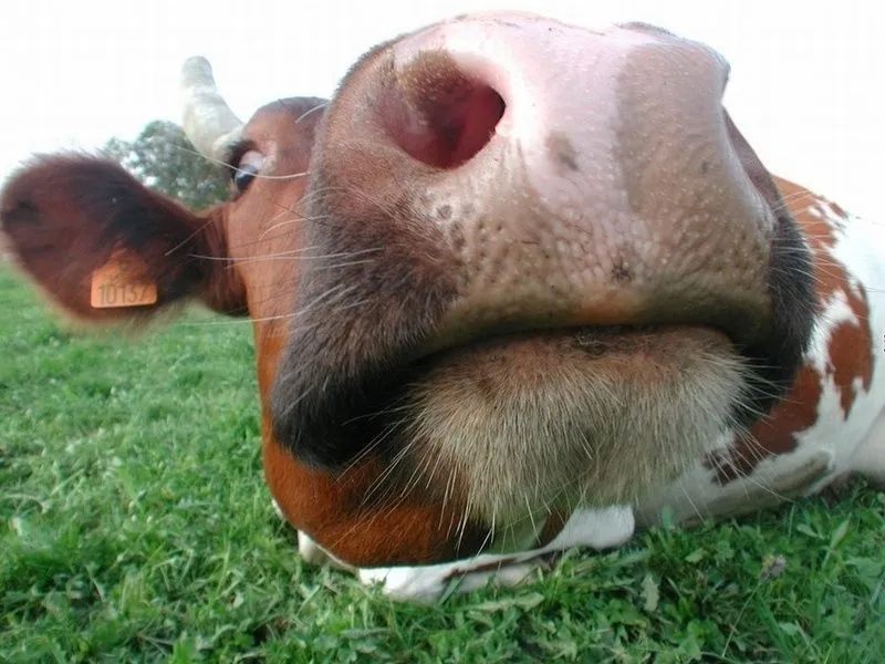 gam zou letova: Le temps d'attente entre la viande et le lait