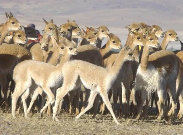 Ganaderia en Bolivia: junio 2012