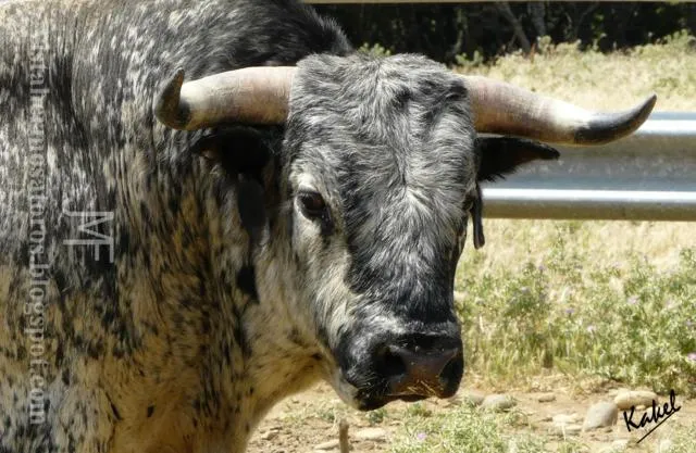 Ganadería LOS MAÑOS: El toro "