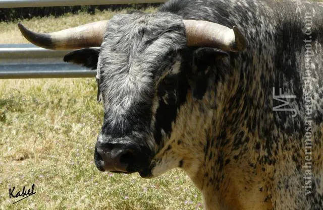 Ganadería LOS MAÑOS: El toro "