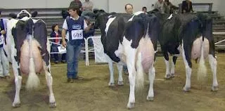 ganaderiasanabria: alimentos para vacas lecheras