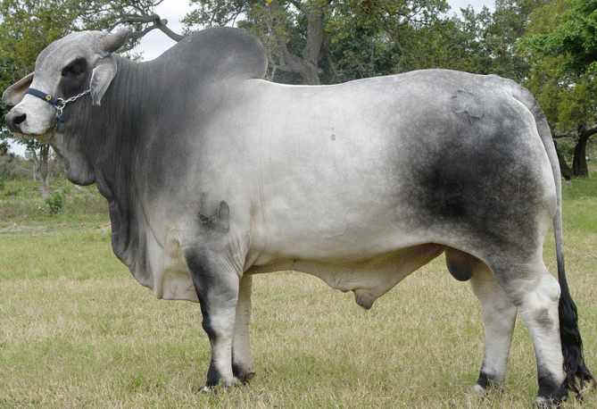 ganado brahman en Venezuela: Ganado brahman en Venezuela