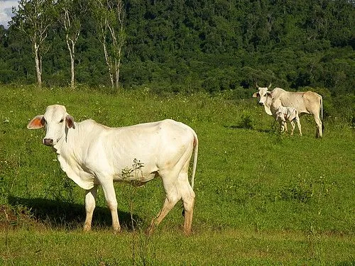 GANADO CEBÚ O BRAHMA | Flickr - Photo Sharing!