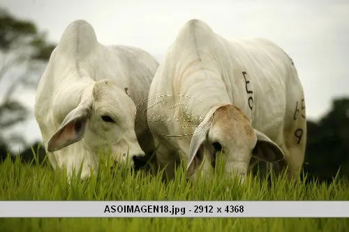 GANADO Y EQUINOS PUROS: Novena entrada: GANADO CEBU Y SUS RAZAS