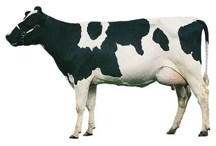 Ganado Holstein-Friesian: Origen del Holstein