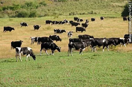 Ganado vacuno pastando en el campo - Stonek Fotografía - Foto No ...