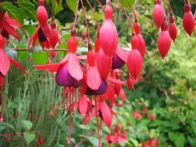 Garden Center Ejea: Fucsia flor ornamental