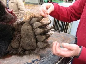 La garra de un oso grizzly de 315 kilos muerto en Montana. Aplastado ...