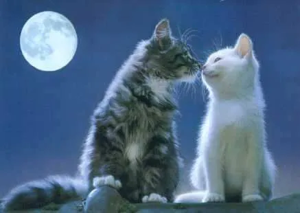 La gata bajo la luna: El gato enamorado