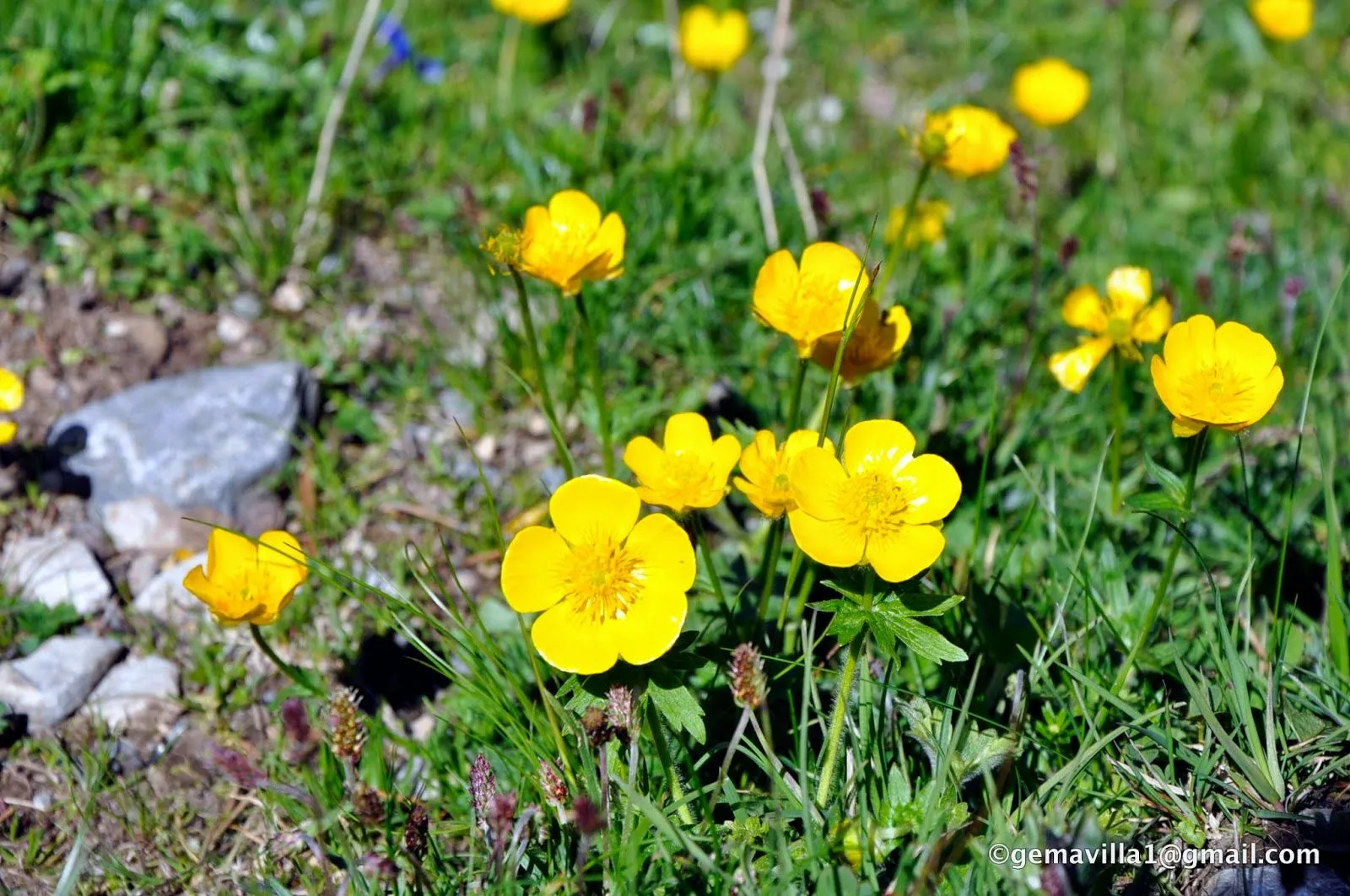 GATARRABIOSA – Ranunculus flammula | Flores del Pirineo, valle de ...