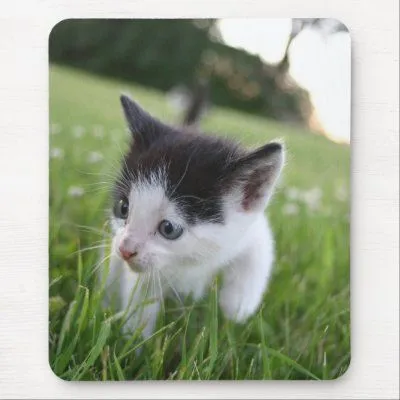 Gatito blanco y negro del bebé en mousepad de la h por PhotoCrazy6