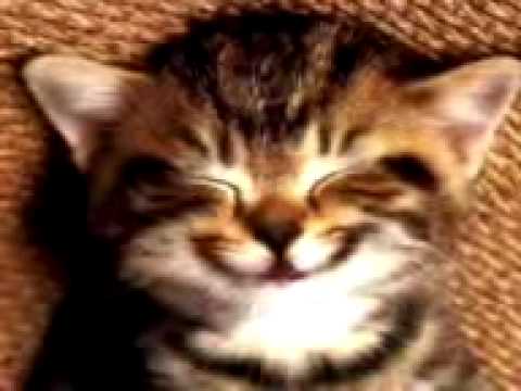 Gatito Cantando Las mañanitas - YouTube