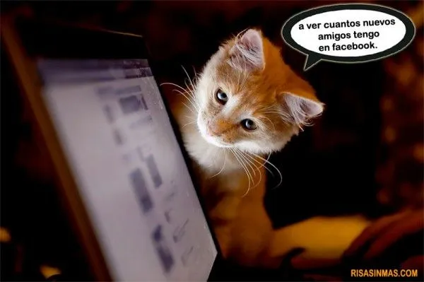 Gatito consultando su Facebook