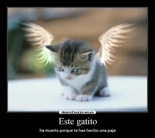 Este gatito | Desmotivaciones