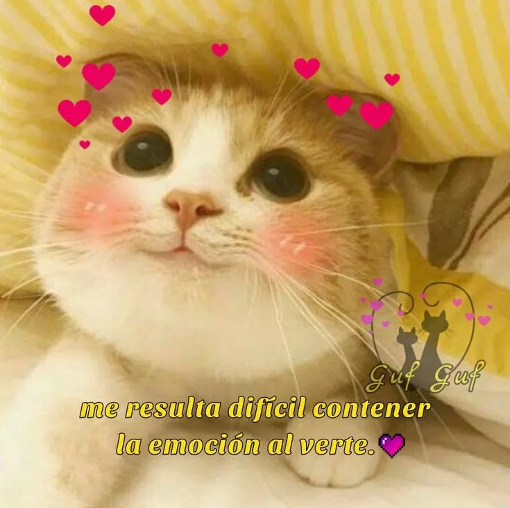 Gatito con frase ❤️ | Frases, Frases perronas, Memes románticos