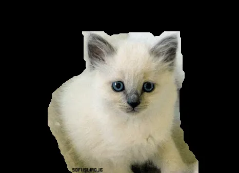 Gatito PNG Gato PNG by SofiSwagJB on DeviantArt