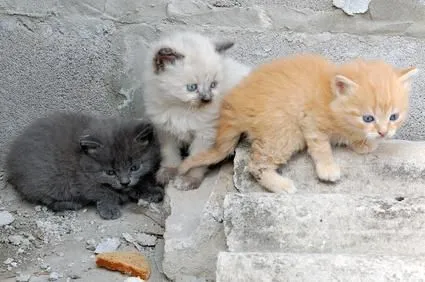 Por qué los gatitos bebé tienen vientres gordos? | GATOSPEDIA