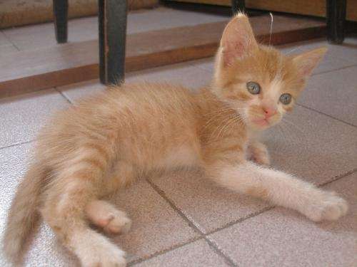 Gatitos bebés en adopcion - Imagui