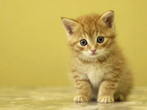 Fondo para móvil de un gatito | Software, utilidades, temas para ...