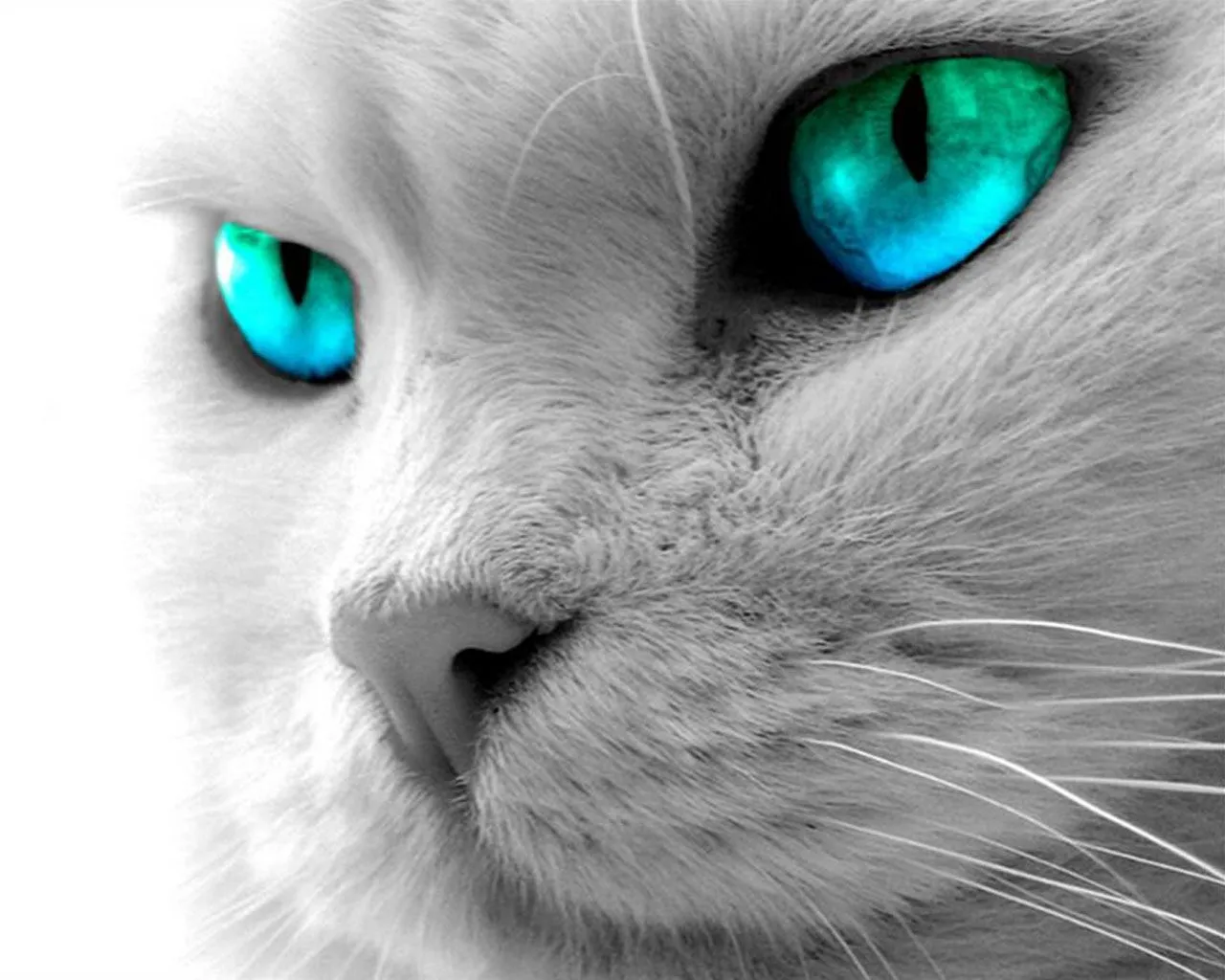 wallpapers de gatos hd - Taringa!