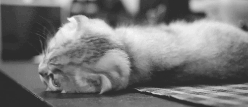 Gatitos pequeños animados. | Gifs de Animales | Pinterest