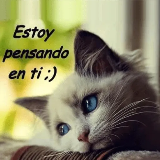 Gatitos tiernos con frases de – Google Play ilovalari