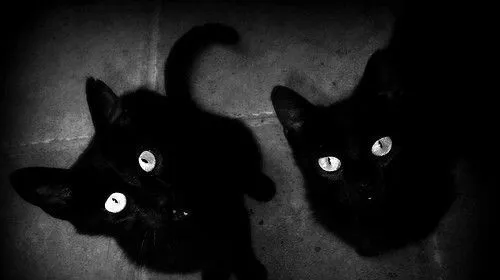 mis gatitos* | Tumblr