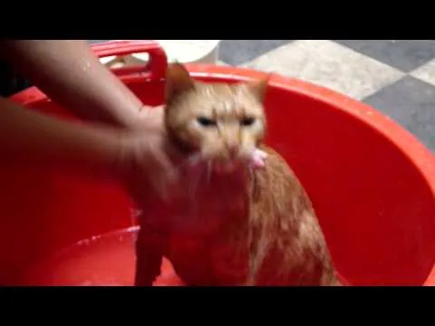 Gato bañandose ¡Increible!