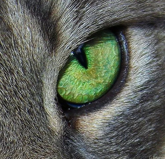 Hoy es día del Gato. Biología Animal: el ojo de los gatos | eyelabmx