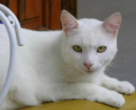 Un gato muy blanco