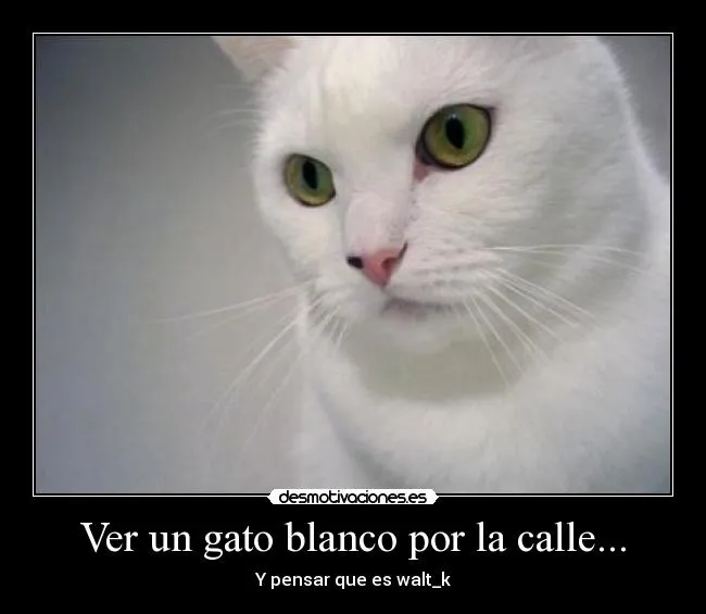 Ver un gato blanco por la calle... | Desmotivaciones